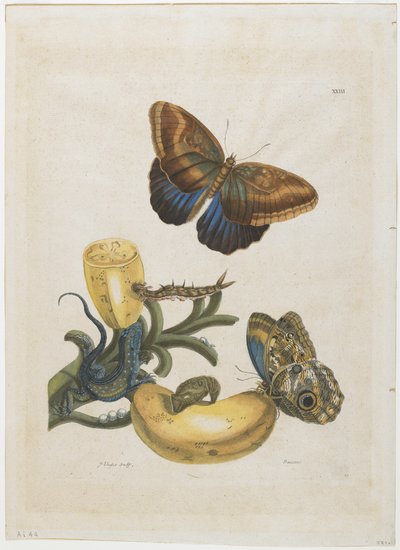 Bananas and Blue Lizard, 1705-71 by Maria Sibylla Merian